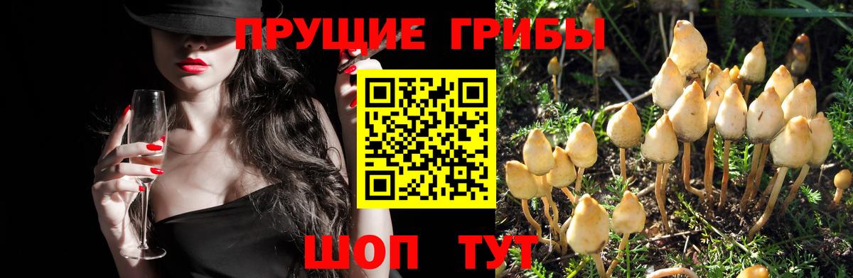 Галлюциногенные грибы Psilocybe  Вход с VPN  Псилоцибиновые грибы Psilocybine cubensis  Ессентуки 